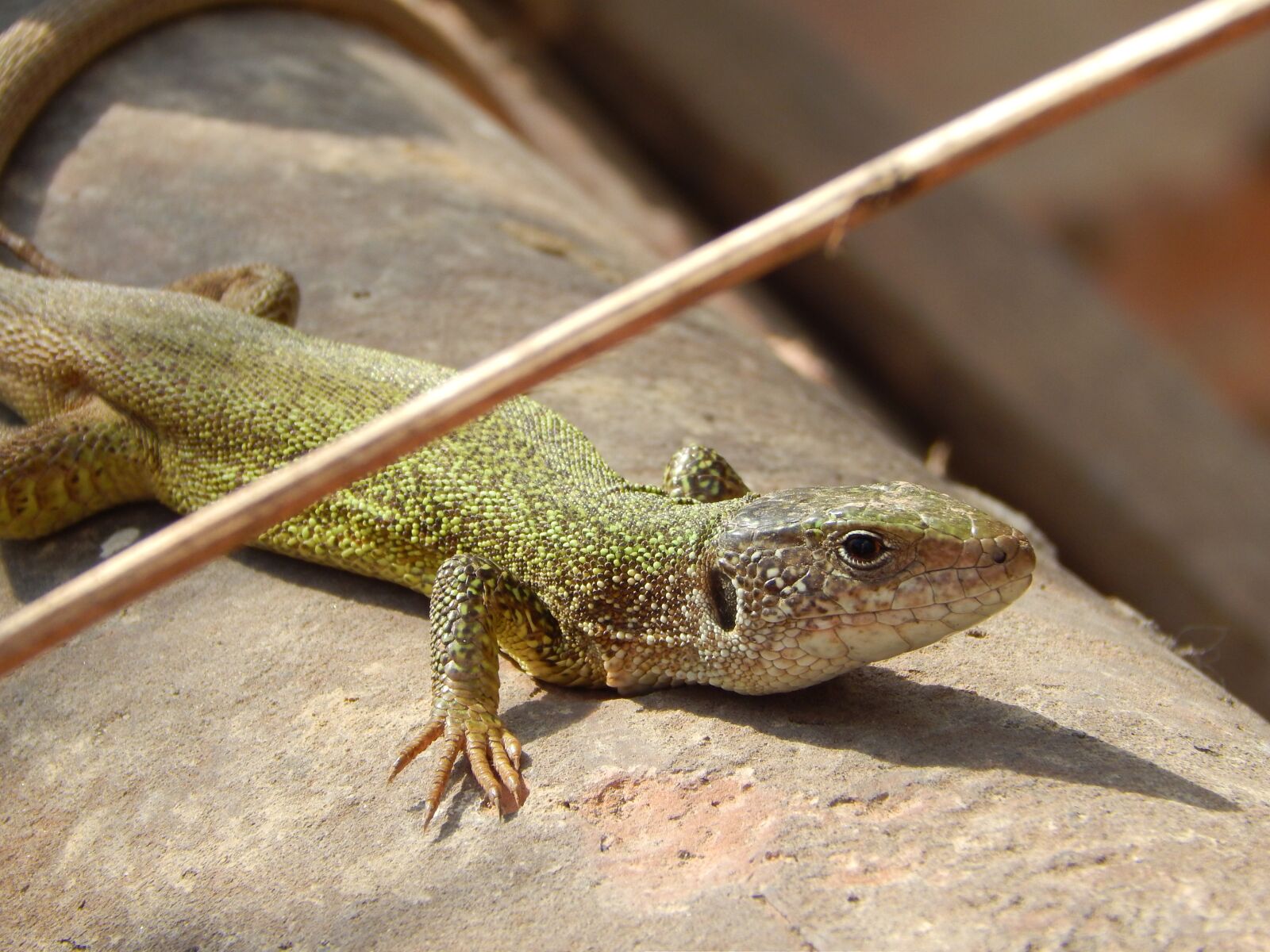 Nikon Coolpix L820 sample photo. Lizard, nature, green photography
