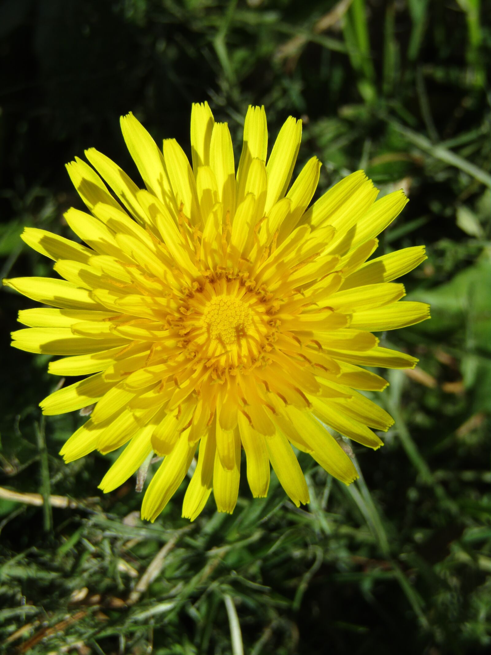 Canon POWERSHOT SX432 IS sample photo. Spring, dandelion, close up photography