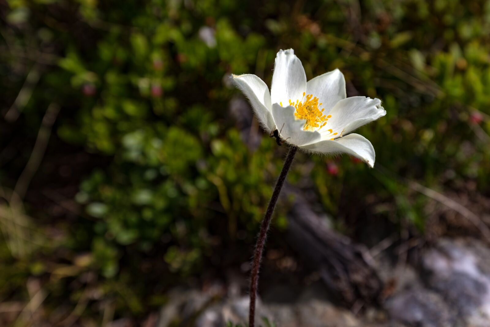 Canon EOS 5D Mark IV + Canon EF 16-35mm F4L IS USM sample photo. Mountain, flower, white photography