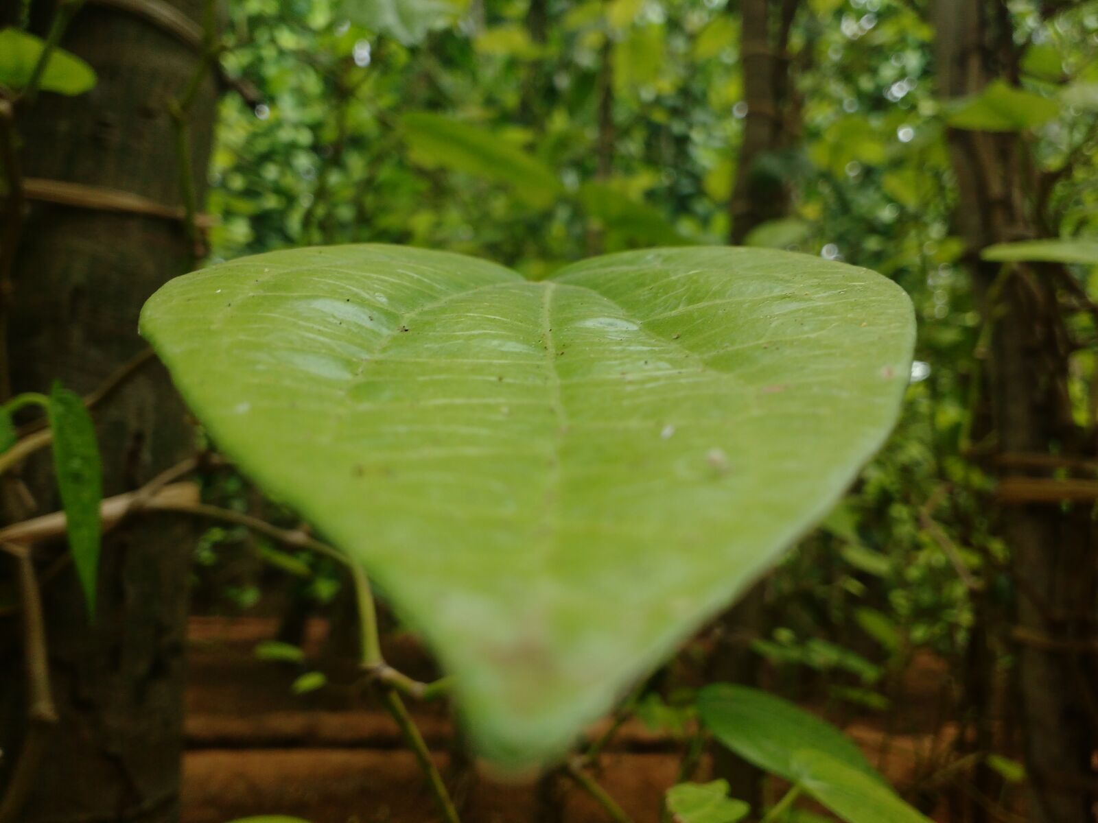 Motorola MotoG3 sample photo. Artificial, flowers, fancy, leaf photography