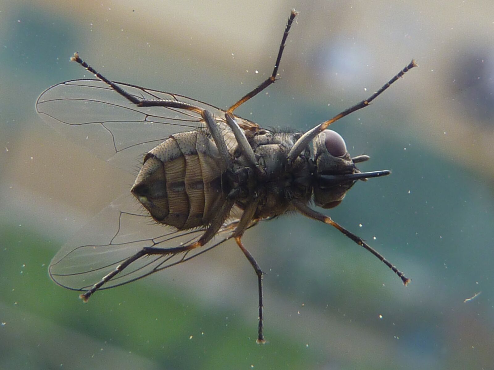 Panasonic DMC-TZ7 sample photo. Insect, moscow, fly photography