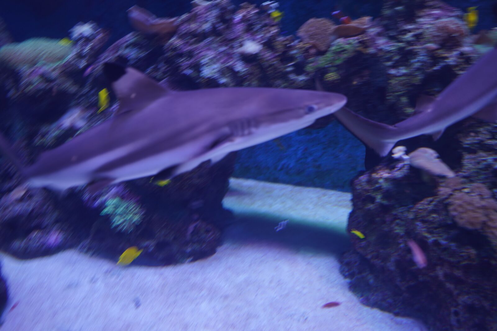 Sony a7 III sample photo. Shark, aquarium, fish photography