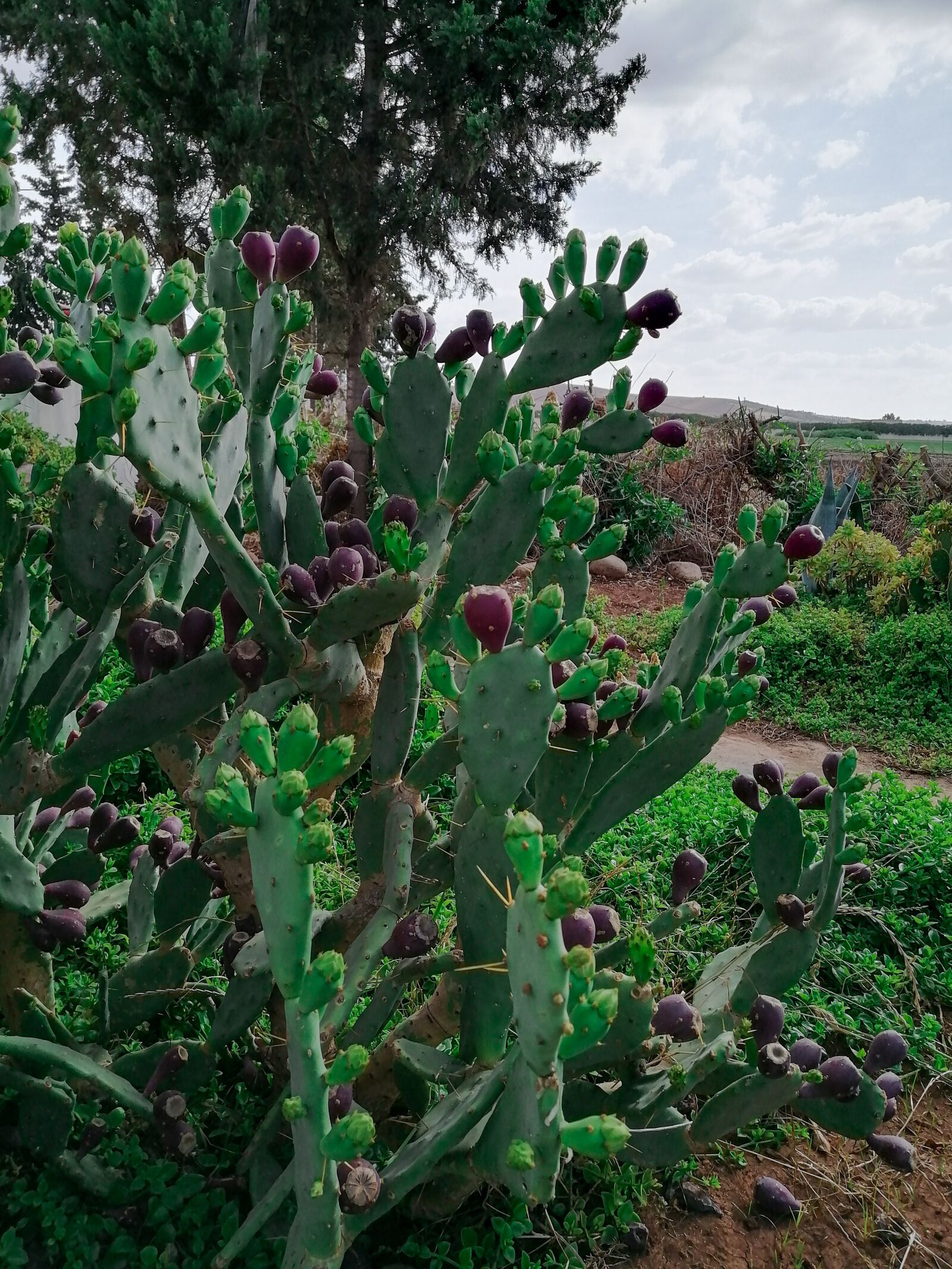 HUAWEI STK-L21 sample photo. Cactus, figs, morocco photography