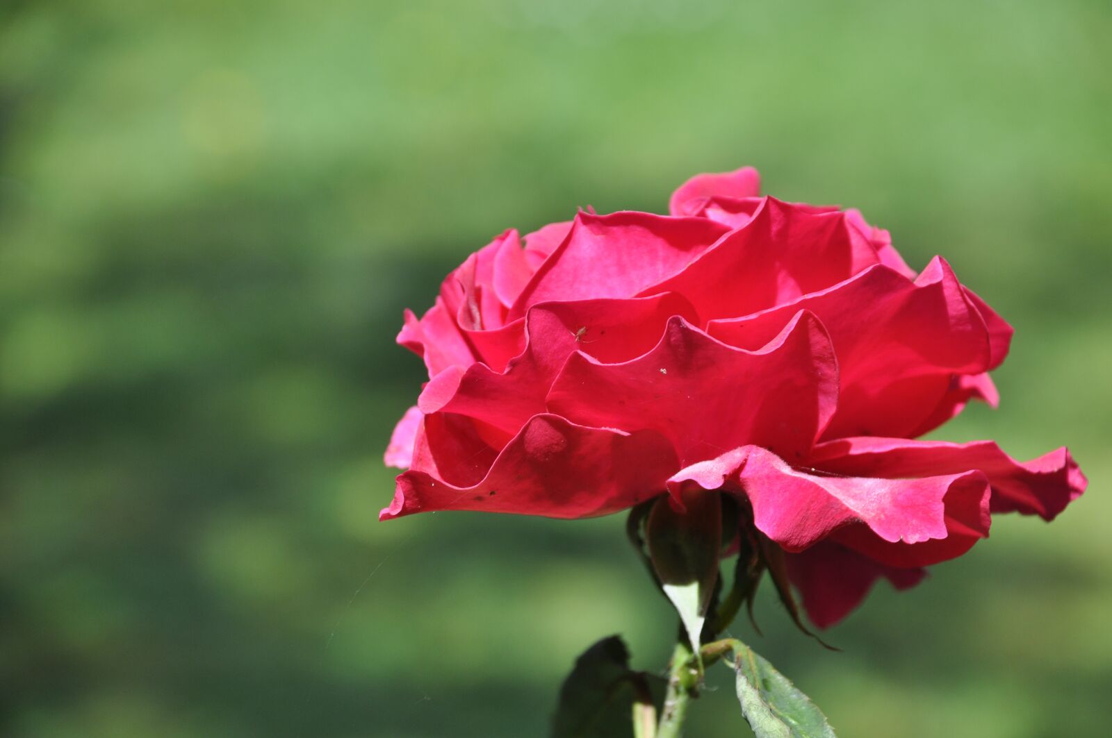 Nikon D90 sample photo. Pink, flower, flowers photography