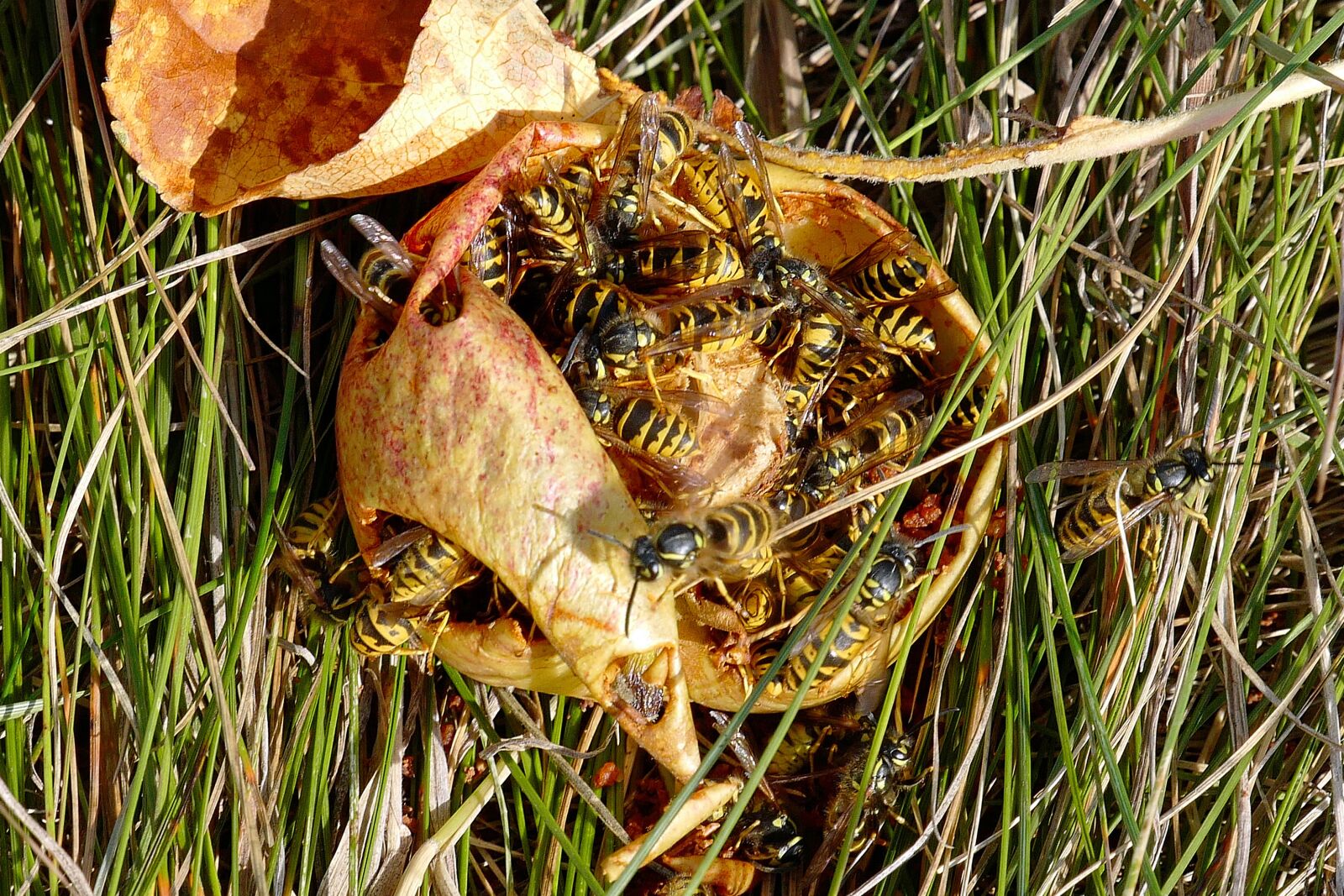 Vario-Elmar TL 1:3.5-5.6 / 18-56 ASPH. sample photo. Wasp, wasps, insect photography