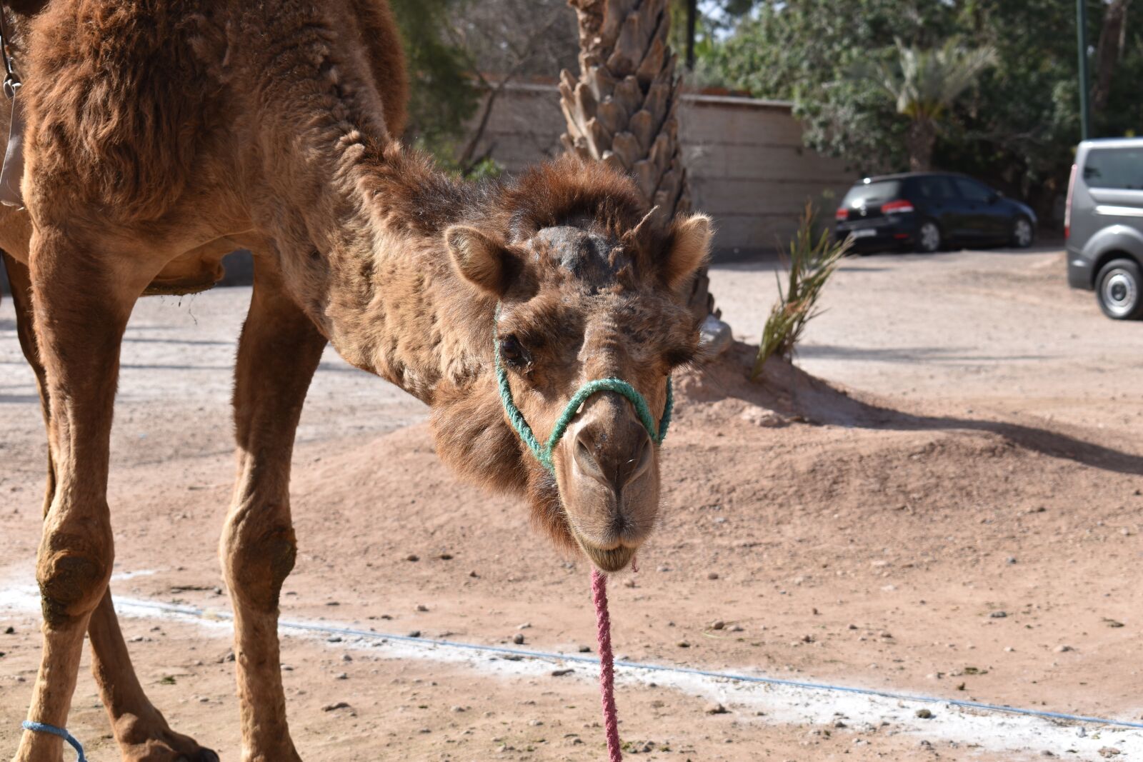 Nikon D5500 sample photo. Morocco, camel, animal photography
