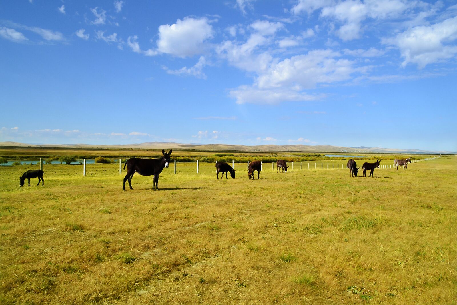 Nikon D3100 sample photo. Agriculture, lawn, field photography