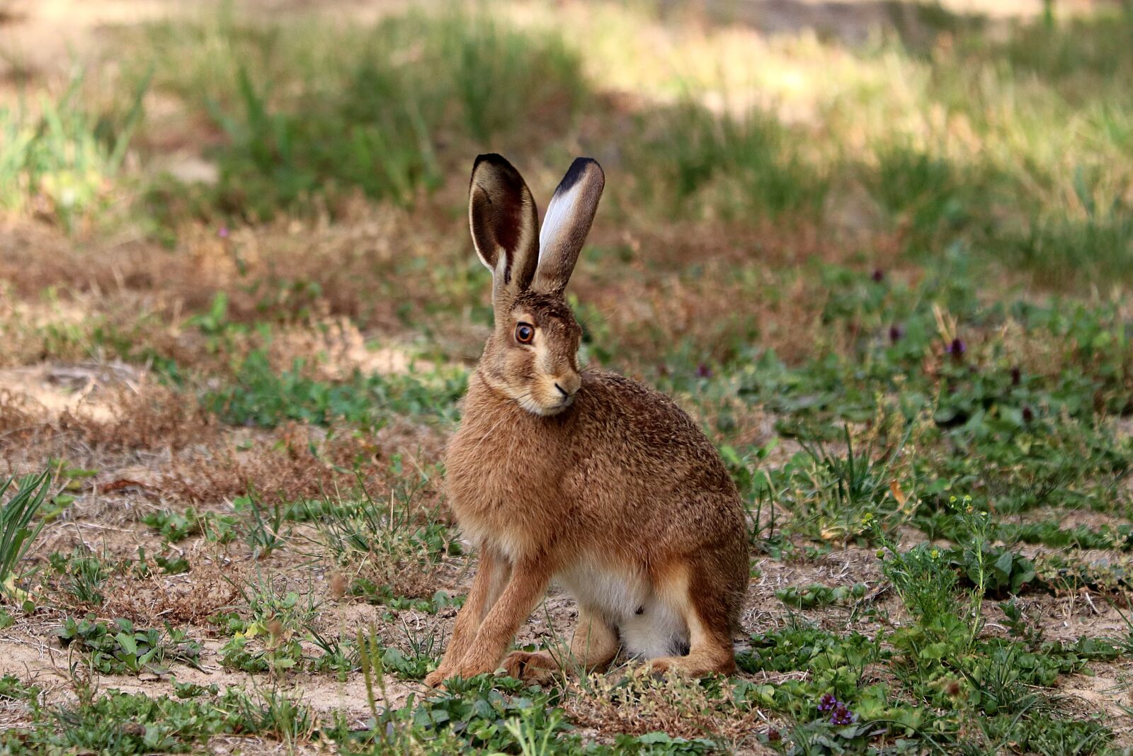 Canon EF 70-300 F4-5.6 IS II USM sample photo. Hare, rabbit ears, long photography