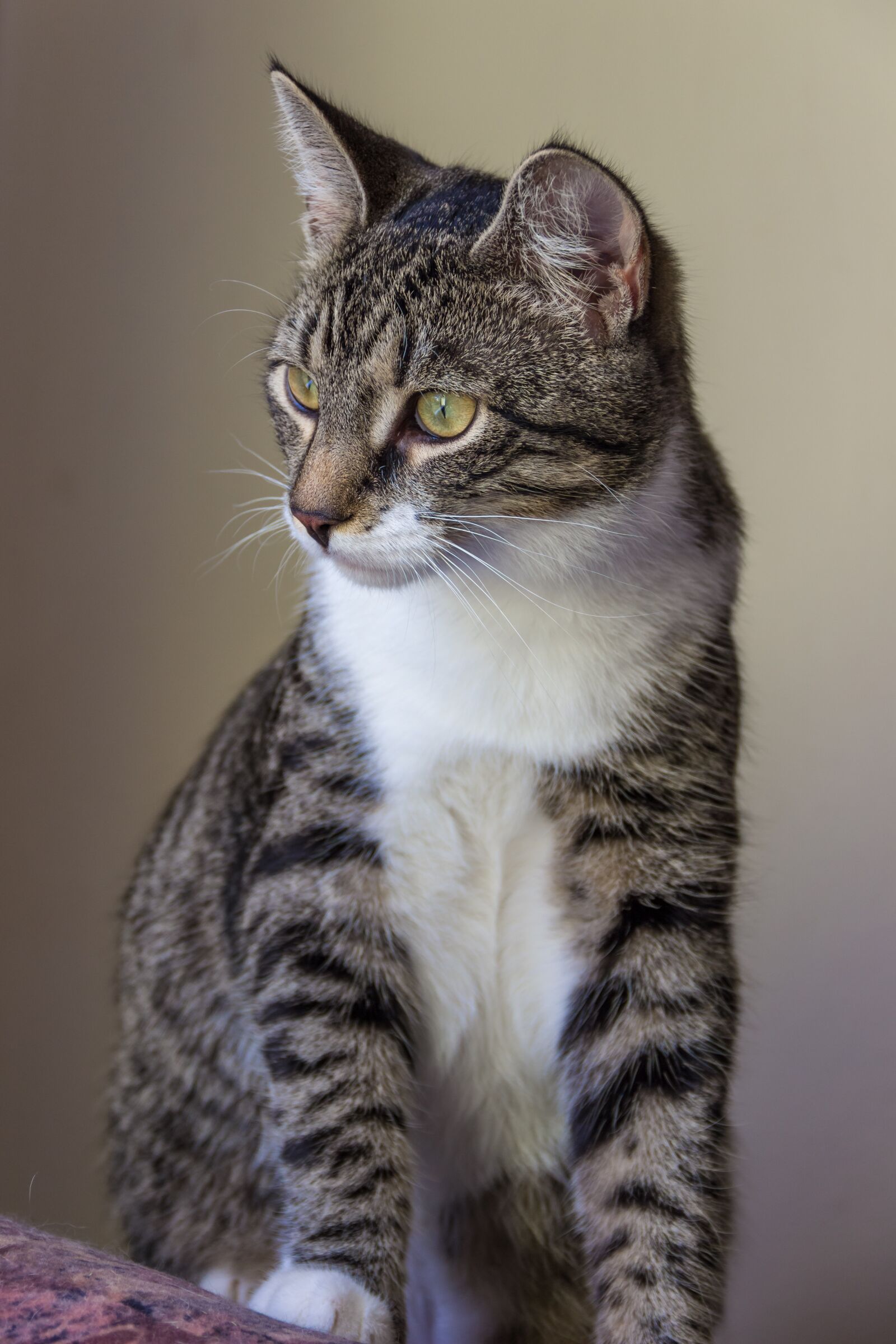 Canon EOS 600D (Rebel EOS T3i / EOS Kiss X5) sample photo. Cat, small, sitting photography