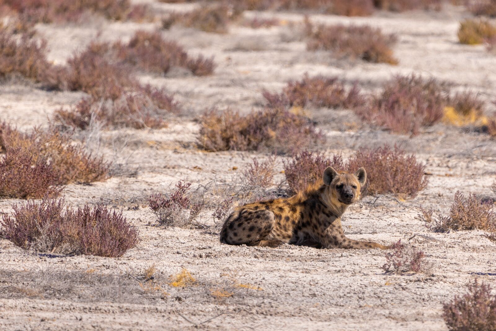 Canon EOS 5D Mark IV + 150-600mm F5-6.3 DG OS HSM | Contemporary 015 sample photo. Hyena, vessel-ray pits, spotted photography