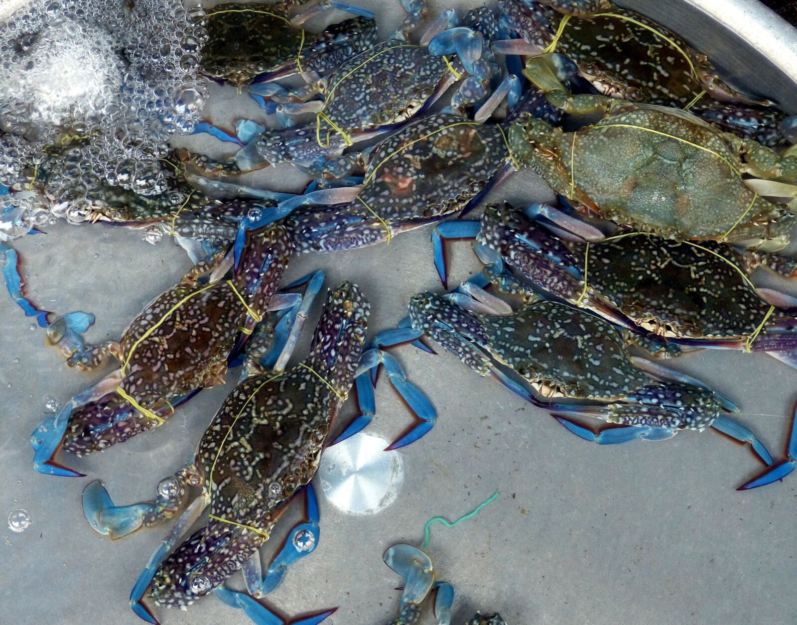 Panasonic Lumix DMC-FZ150 sample photo. Crab, cancer, shellfish photography