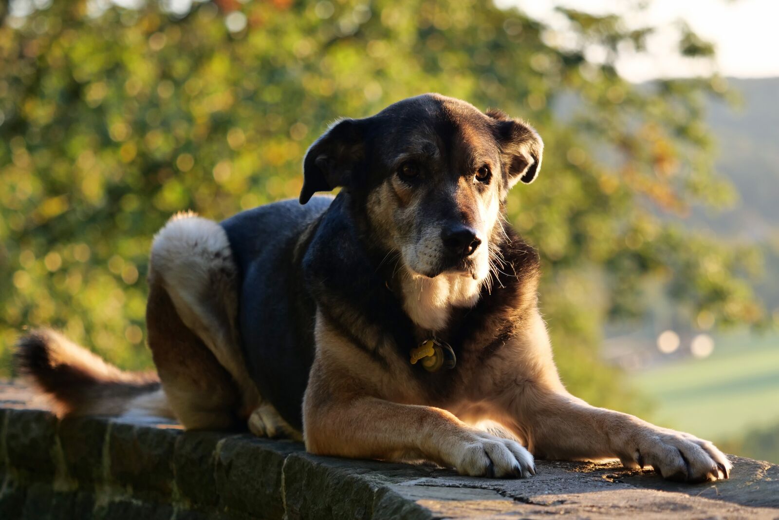 Panasonic Lumix DC-G9 sample photo. Dog, animal recording, pet photography