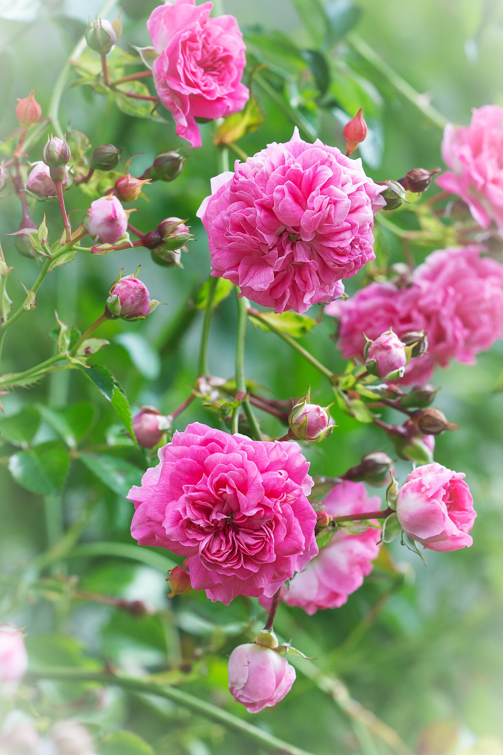 Nikon D7100 sample photo. Roses, pink, pink roses photography