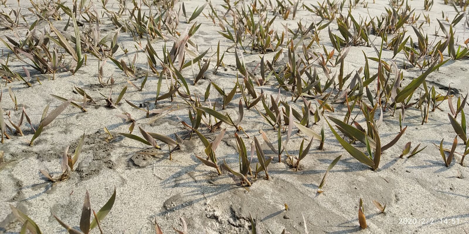 Xiaomi Mi A2 Lite sample photo. Grass, bank of the photography