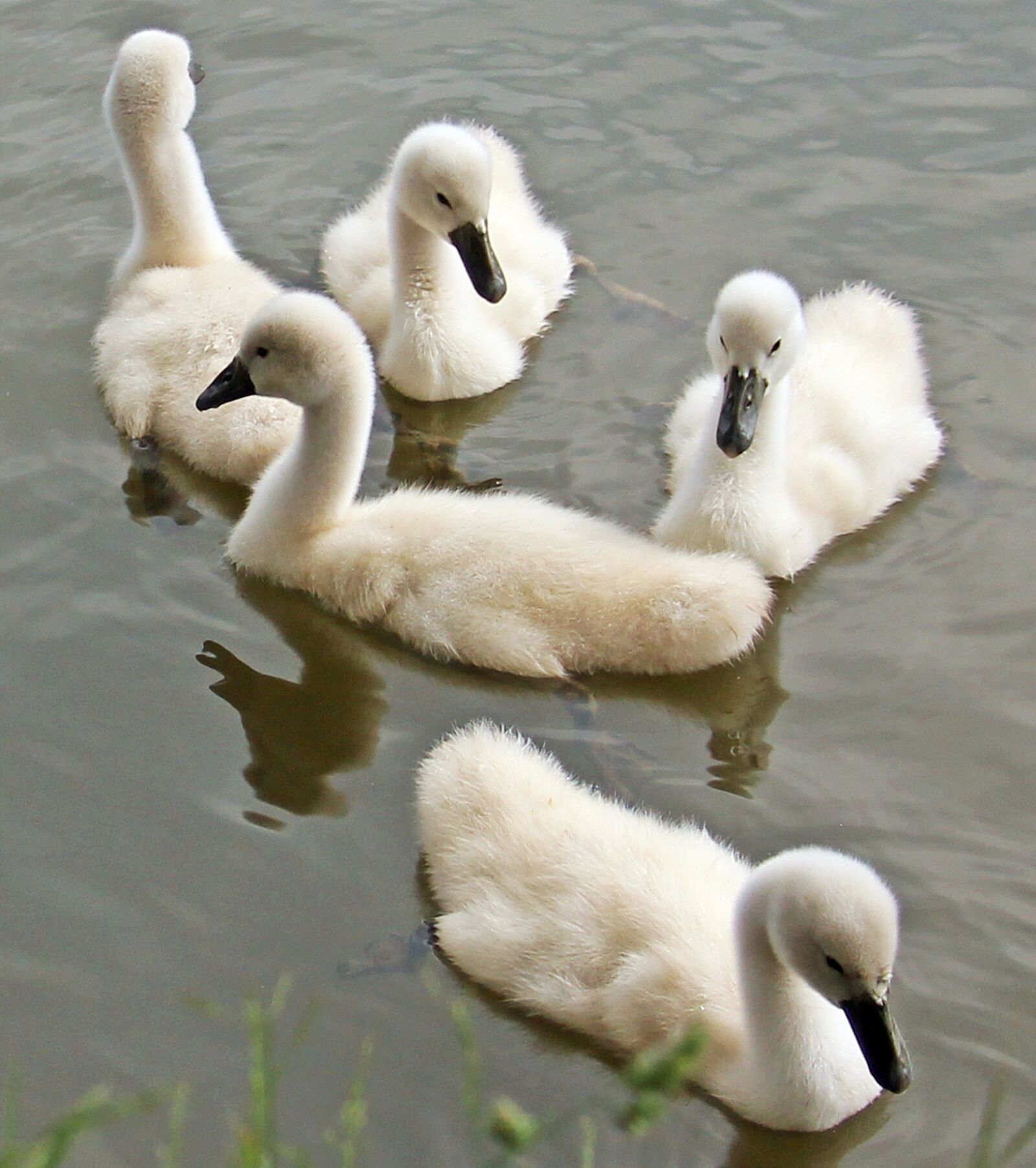 Canon EOS 550D (EOS Rebel T2i / EOS Kiss X4) sample photo. Swans, baby swans, water photography