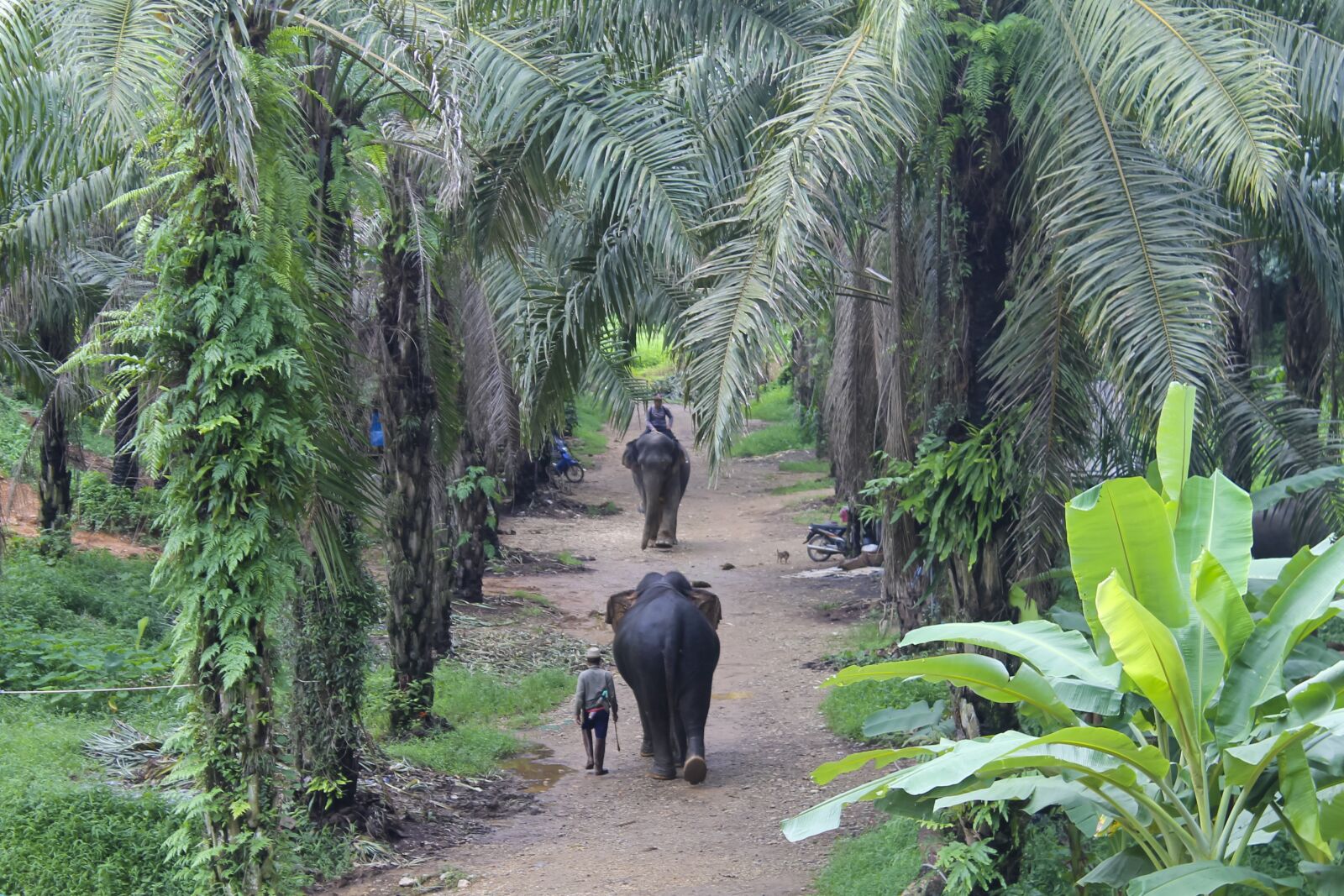 Canon EOS 1100D (EOS Rebel T3 / EOS Kiss X50) sample photo. Elephant, palm trees, jungle photography