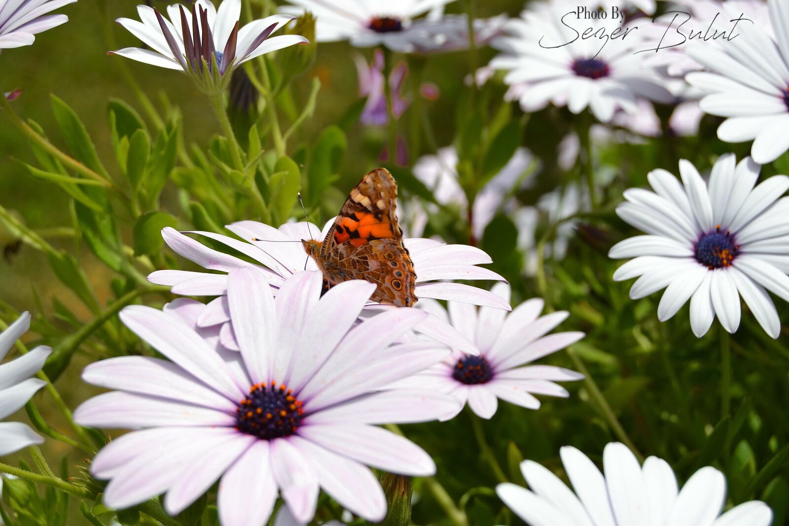 Nikon D3100 sample photo. Butterfly, flower, nature photography