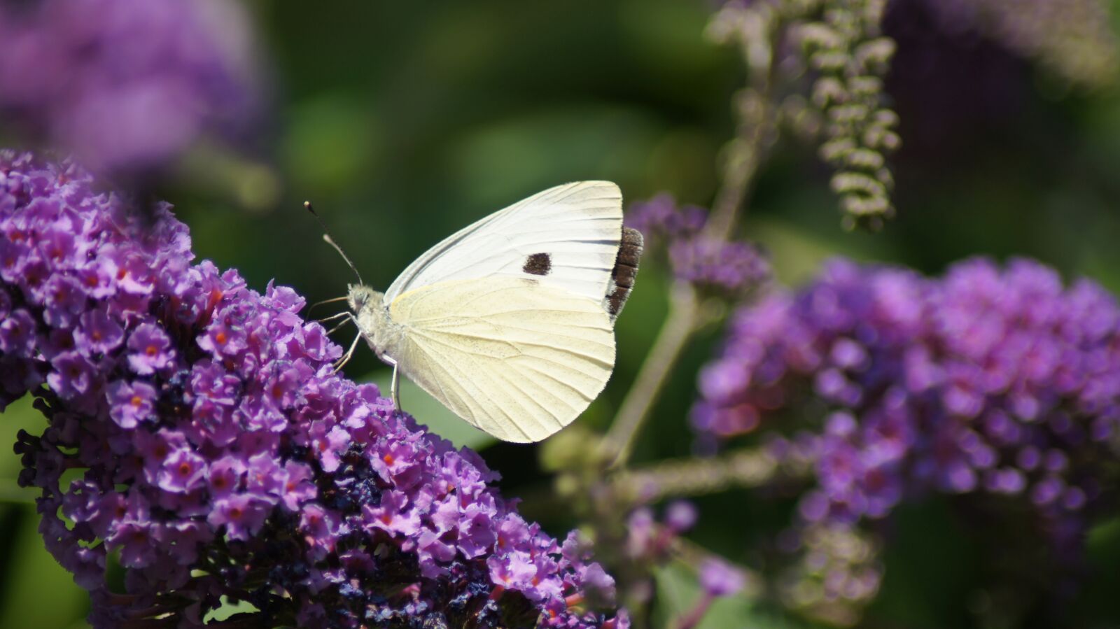Sony SLT-A55 (SLT-A55V) sample photo. Butterfly, close up, nature photography