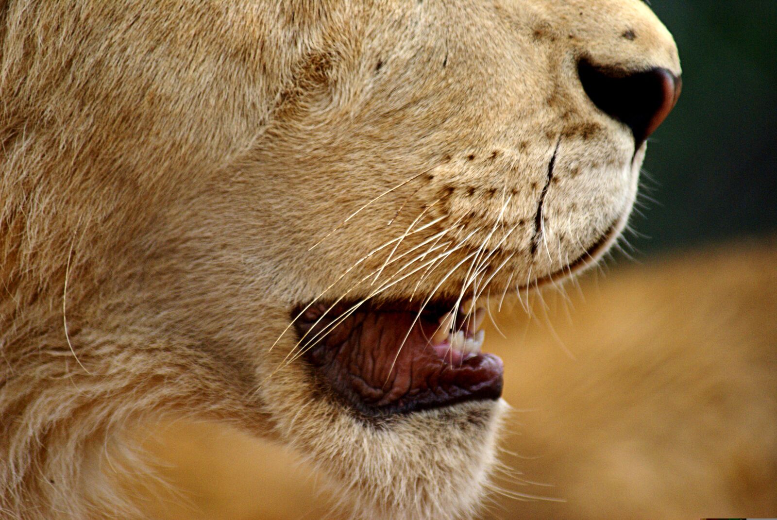 Sony Alpha DSLR-A100 sample photo. Lion, mouth, teeth photography