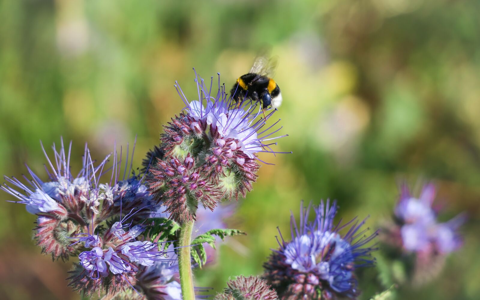 Canon PowerShot G3 X sample photo. Phacelia, blossom, bloom photography