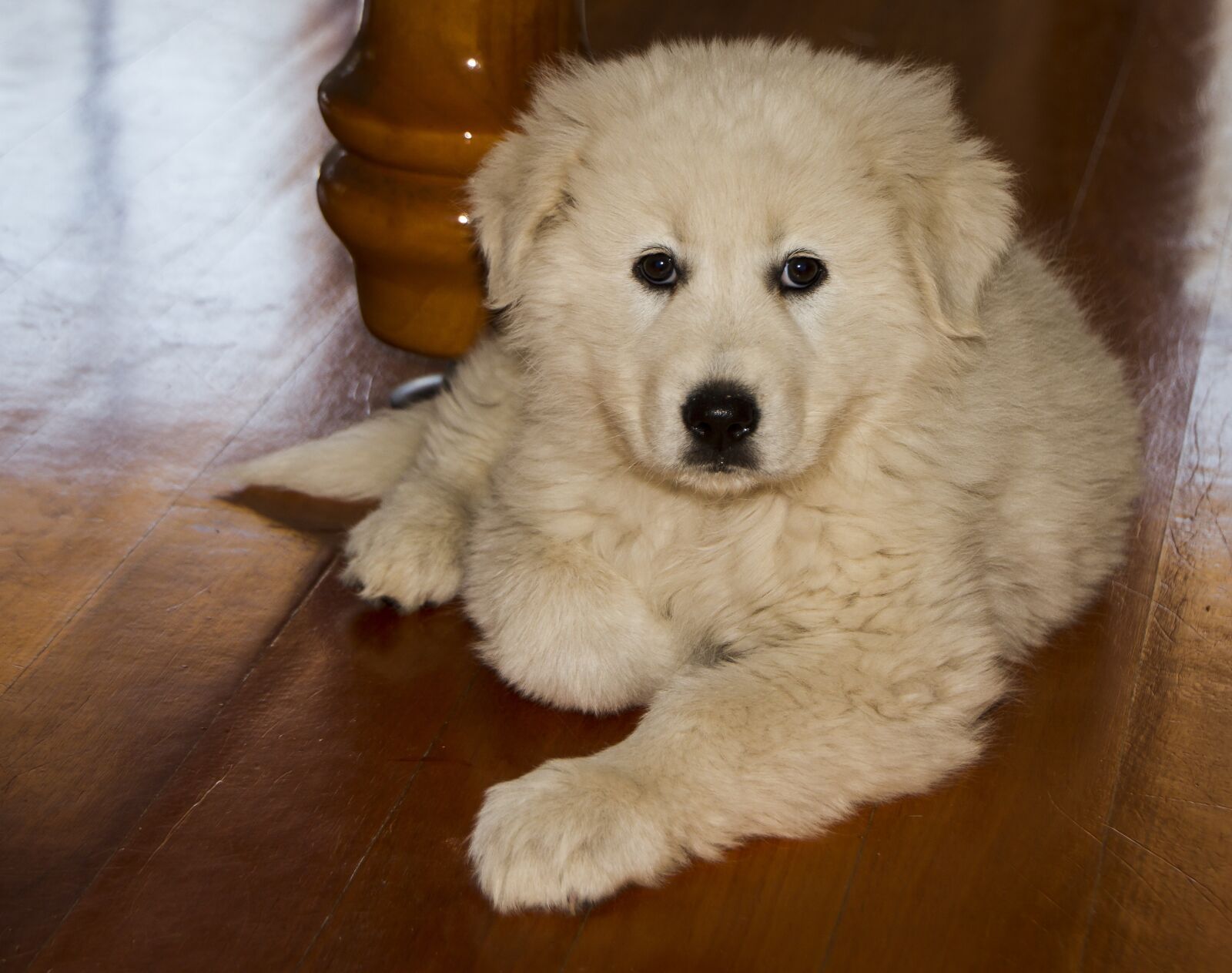 Canon EOS 7D sample photo. Animal, dogs, italian shepherd photography