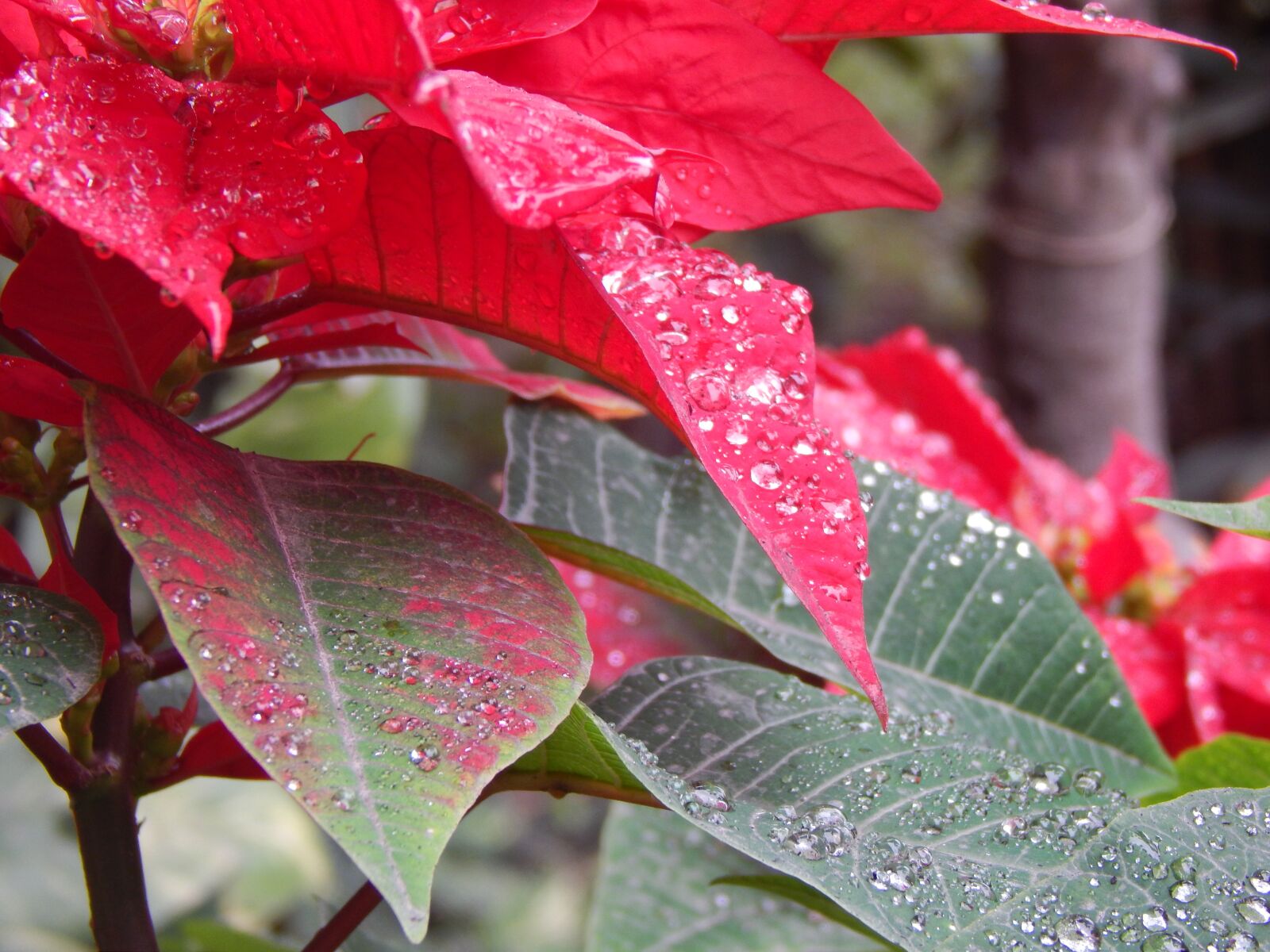 Nikon Coolpix L820 sample photo. Rain, flower wet, petals photography