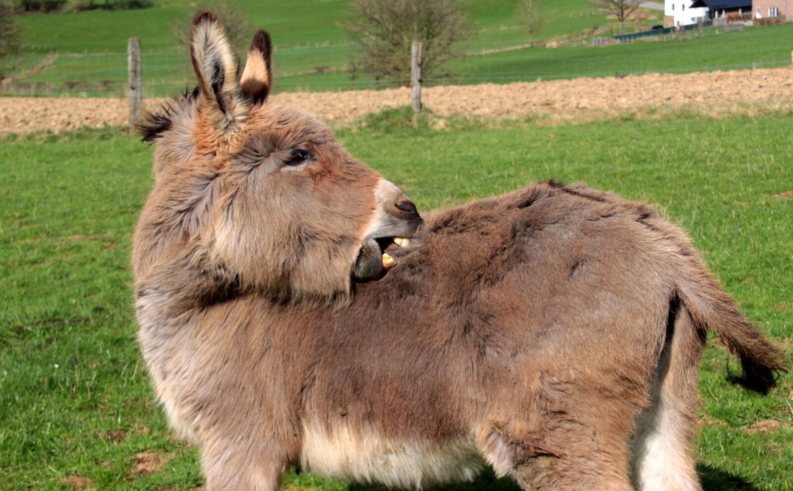 Canon EOS 650D (EOS Rebel T4i / EOS Kiss X6i) sample photo. Donkey, domestic donkey, equus photography