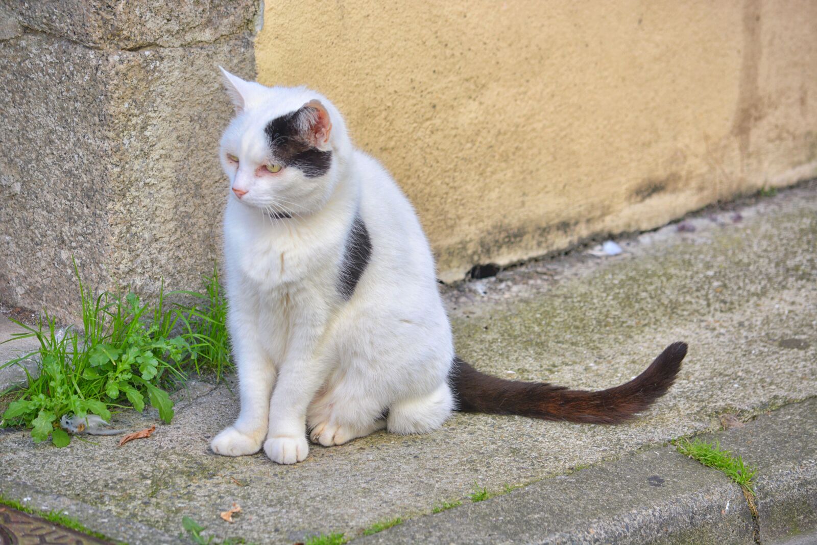 Nikon D5200 sample photo. Animal, animal, domestique, animalier photography