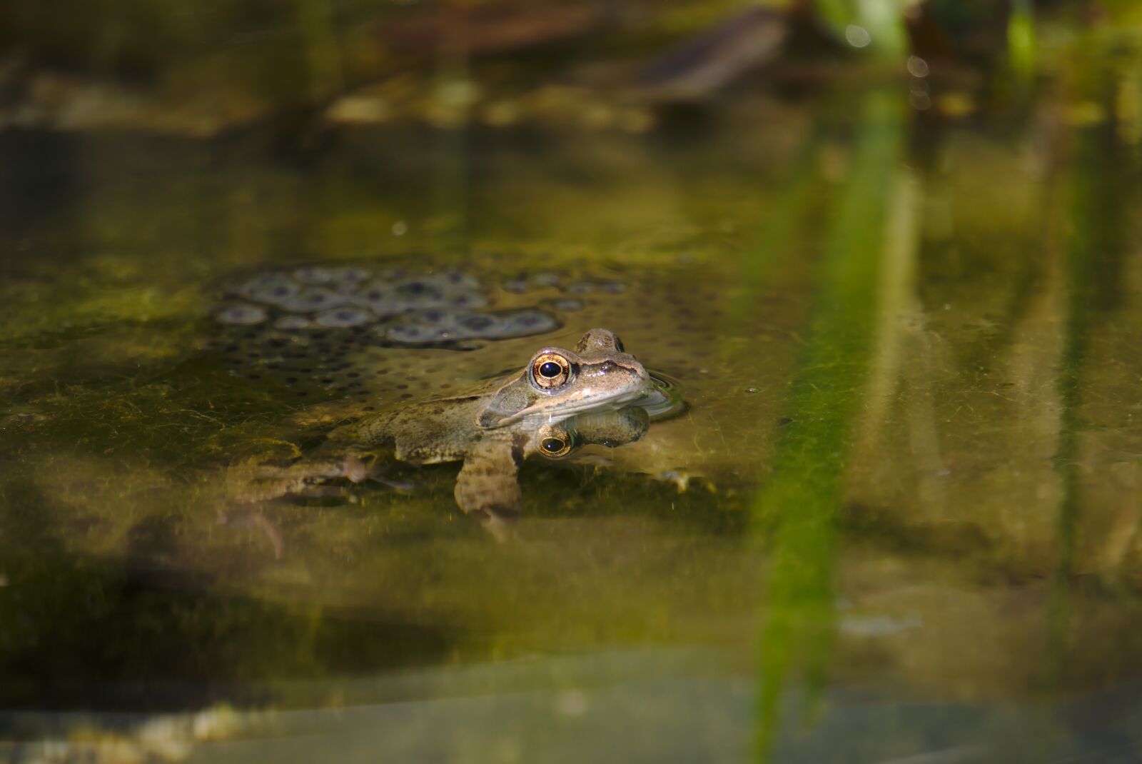 Sony E 55-210mm F4.5-6.3 OSS sample photo. Frog, amphibian, pond photography