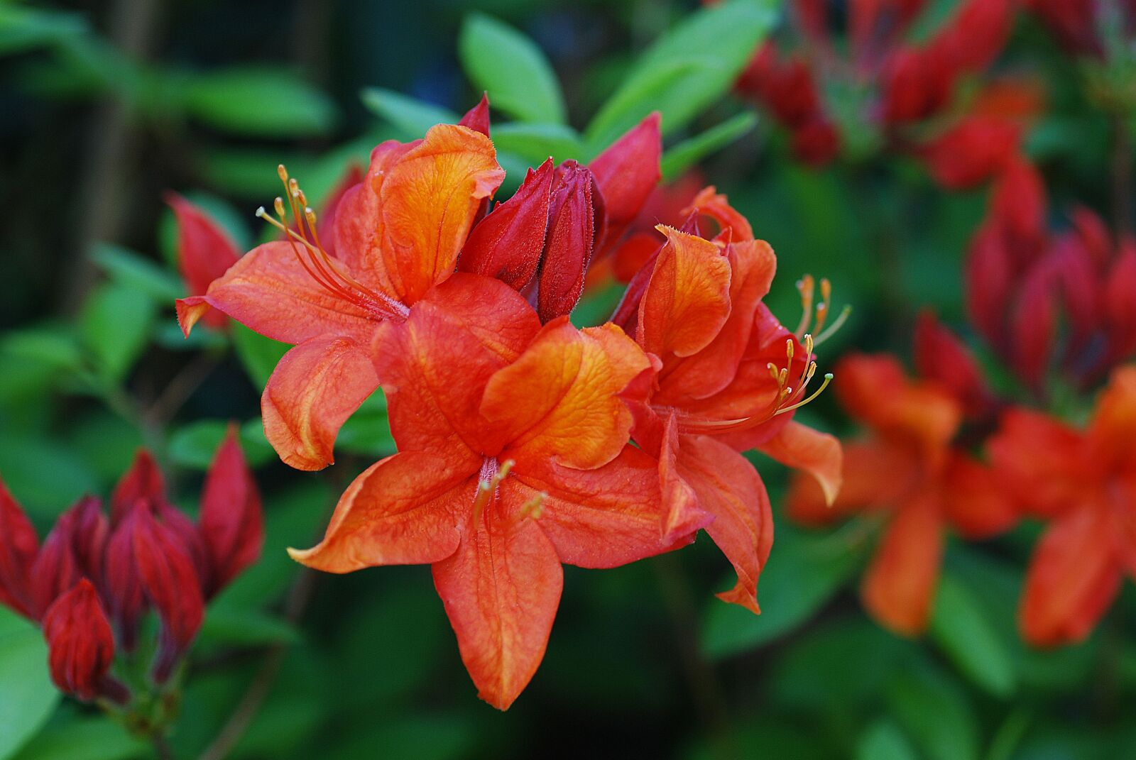 Nikon D80 sample photo. Plant, azalea, orange photography