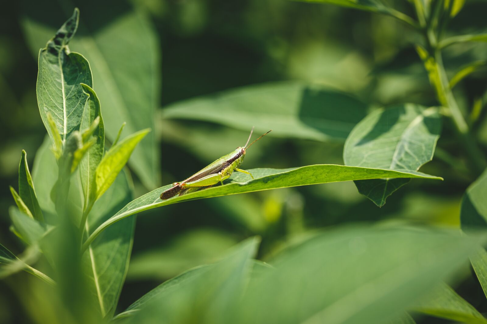Canon EF 100mm F2.8L Macro IS USM sample photo. Grasshopper, green, insect photography