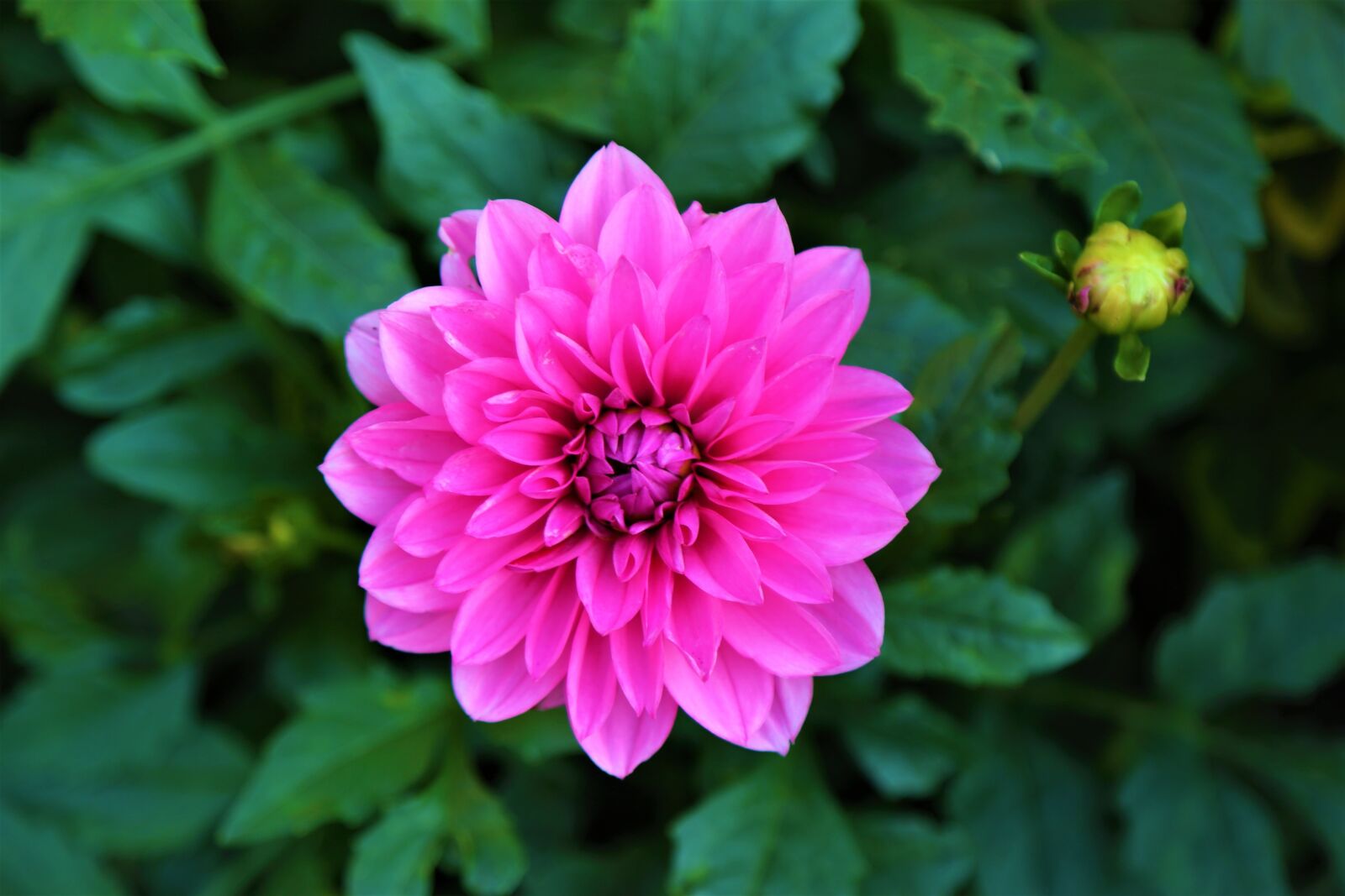 Canon EF 24-105mm F4L IS USM sample photo. Flower, petals, bud photography