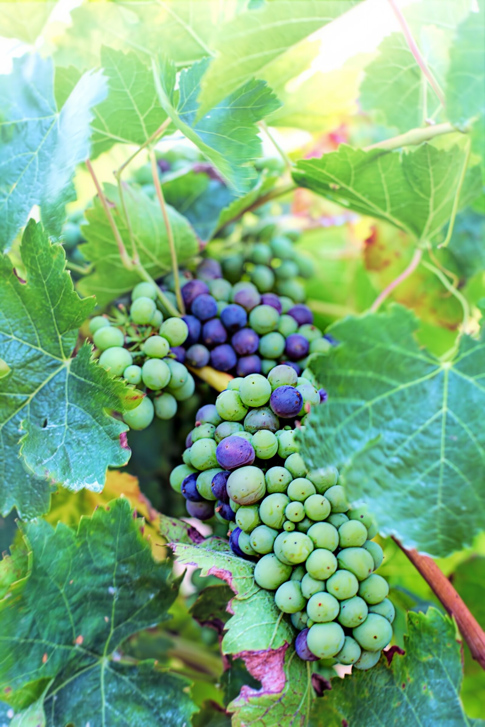 Canon EF 50mm F1.4 USM sample photo. Grapes, purple, green photography