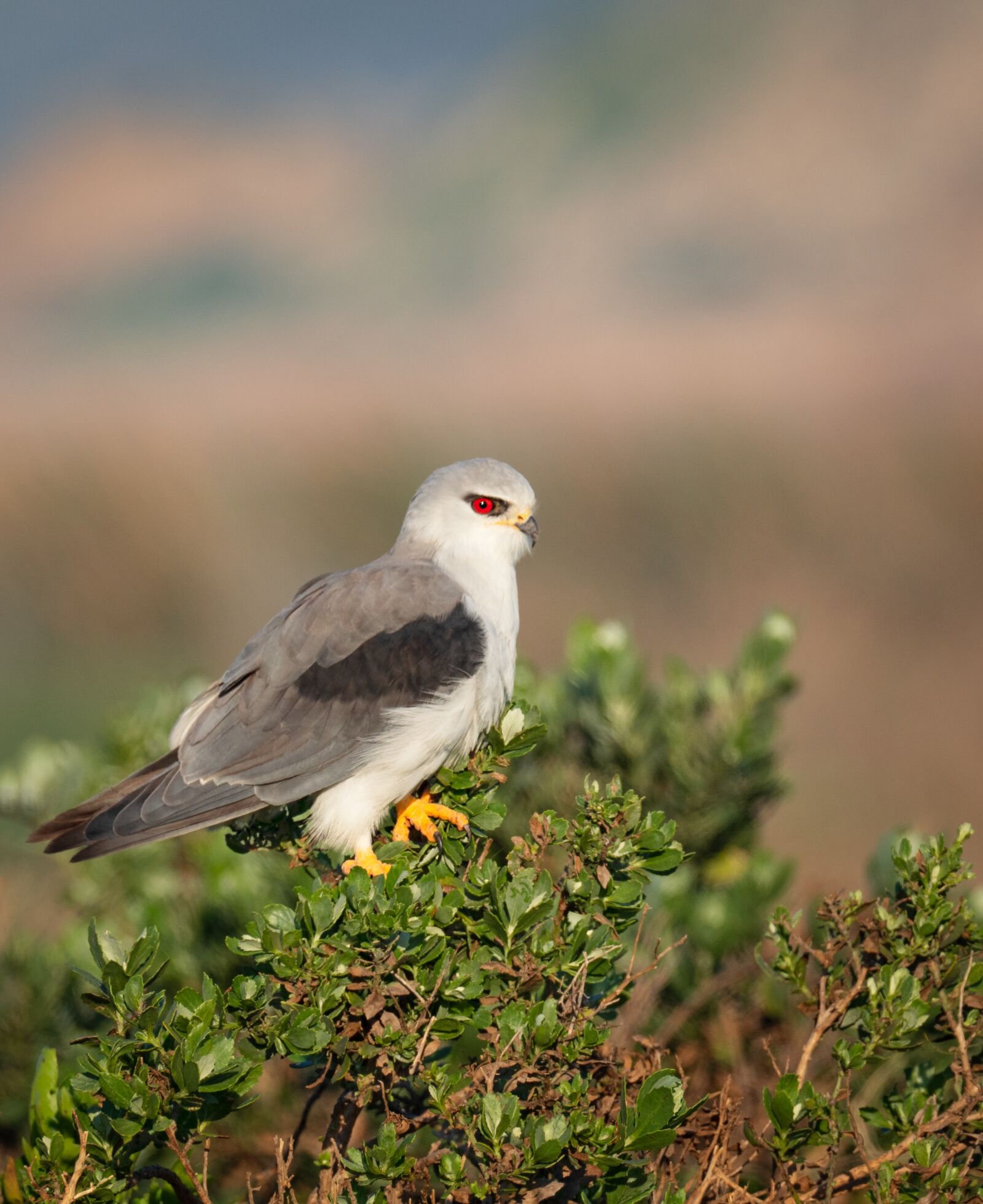 M.300mm F4.0 + MC-14 sample photo. Black-winged kite, black-shouldered kite photography