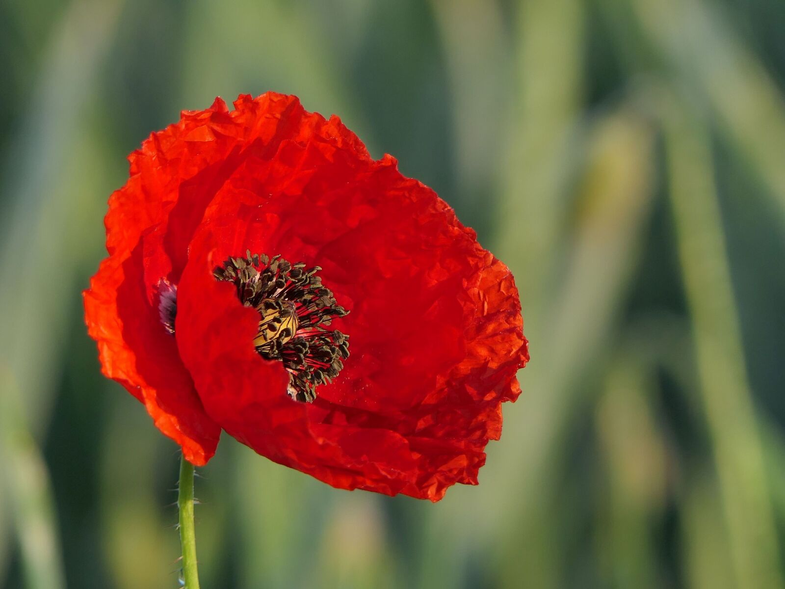 Panasonic Lumix DMC-FZ2500 (Lumix DMC-FZ2000) sample photo. Klatschmohn, flower, red photography