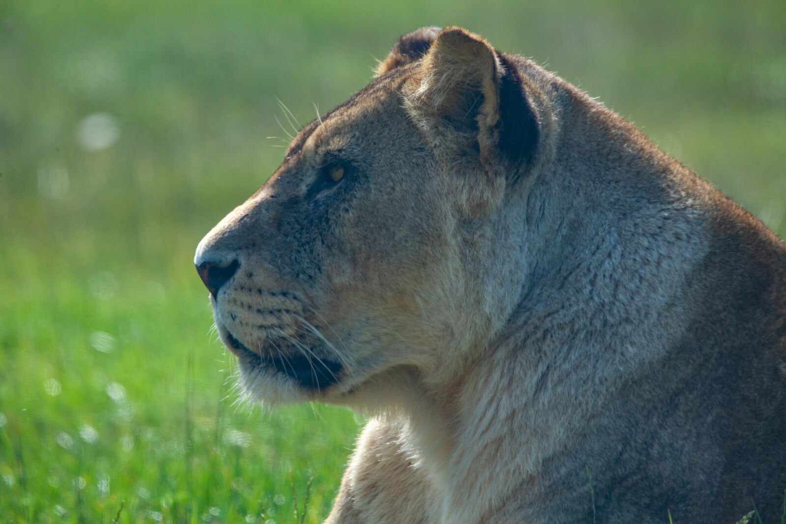 150-600mm F5-6.3 DG OS HSM | Contemporary 015 sample photo. Lioness, laying, hunter photography
