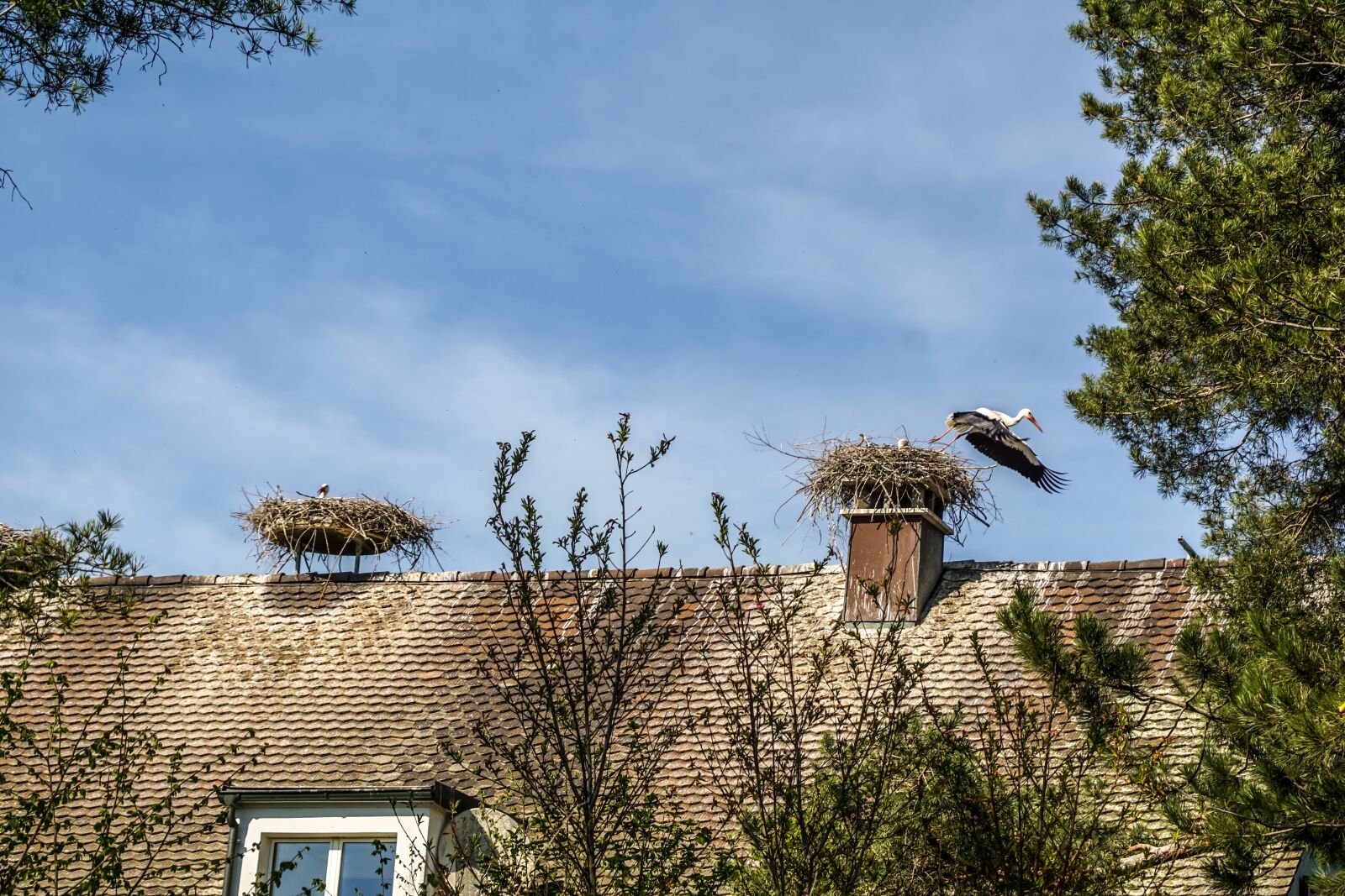 Sony DT 18-135mm F3.5-5.6 SAM sample photo. Stork, bird, rattle stork photography