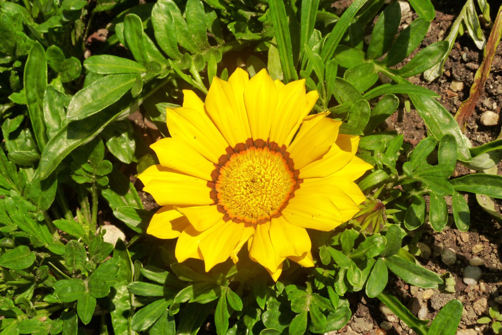 Panasonic Lumix DMC-ZS5 (Lumix DMC-TZ8) sample photo. Flower, yellow, spring photography