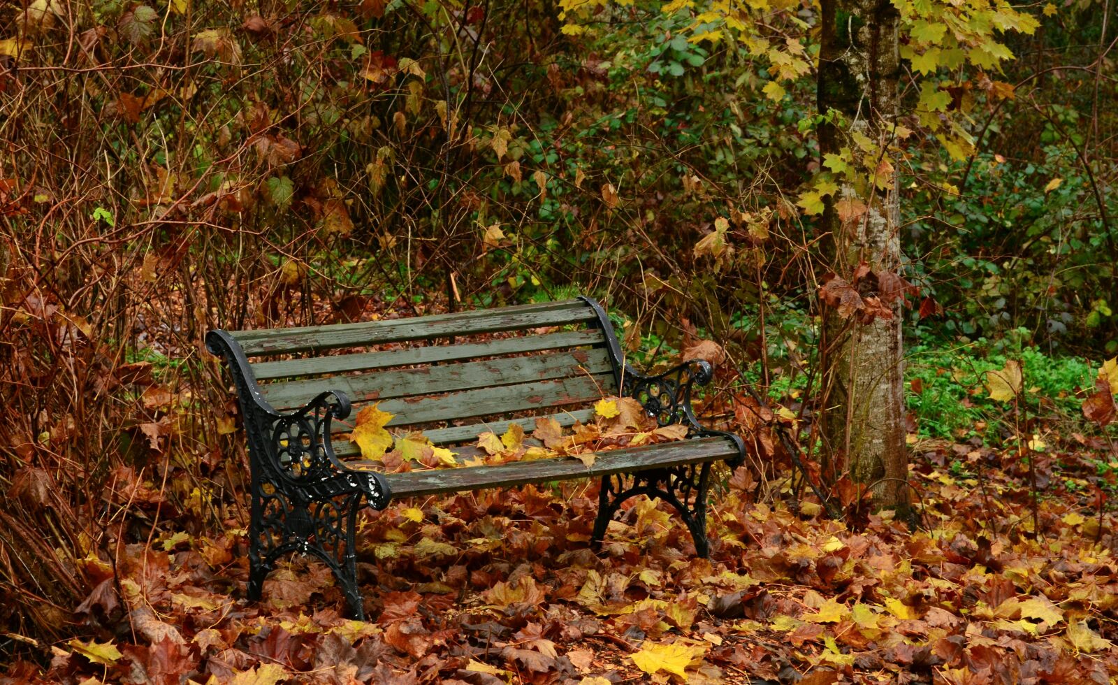 Nikon D5100 sample photo. Fall, bench, forest photography