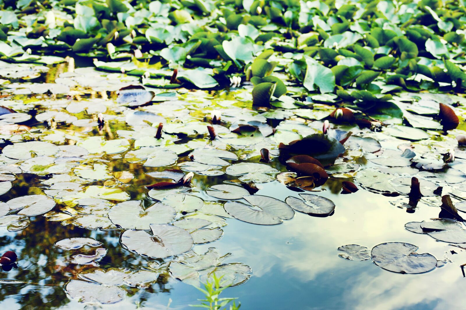 Canon EOS-1Ds Mark III + Canon EF 50mm F1.4 USM sample photo. Pond, water, green photography