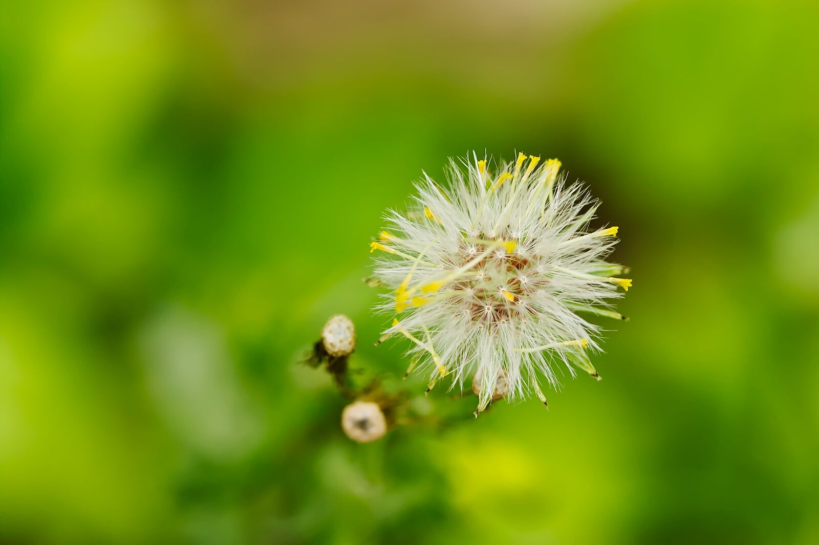 Canon EOS 450D (EOS Rebel XSi / EOS Kiss X2) sample photo. Dandelion, spring, nature photography