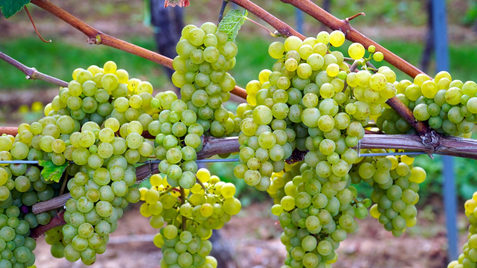 Sony E PZ 18-105mm F4 G OSS sample photo. Grapes, green grapes, grapevine photography
