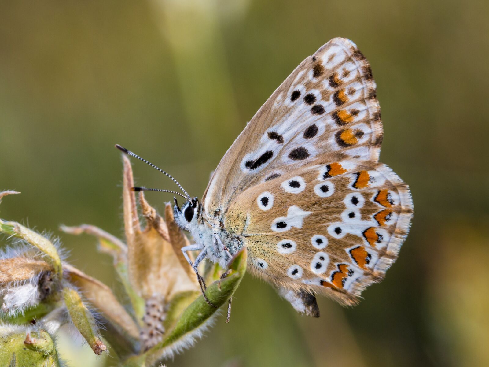 Canon EOS 70D sample photo. Butterfly, insect, close up photography