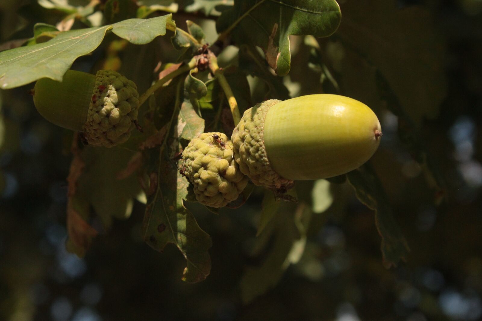 Canon EOS 500D (EOS Rebel T1i / EOS Kiss X3) sample photo. Acorns, oak, summer photography