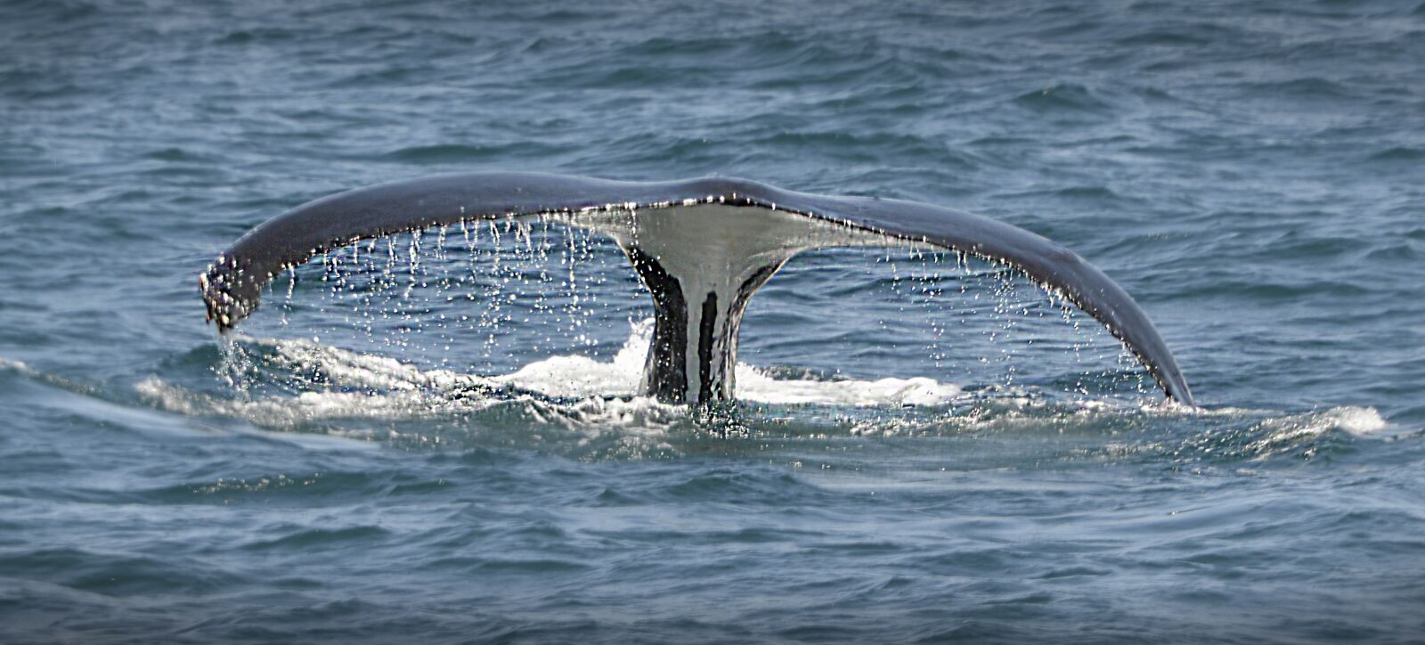 Nikon D800E sample photo. Whale, tail, sea photography