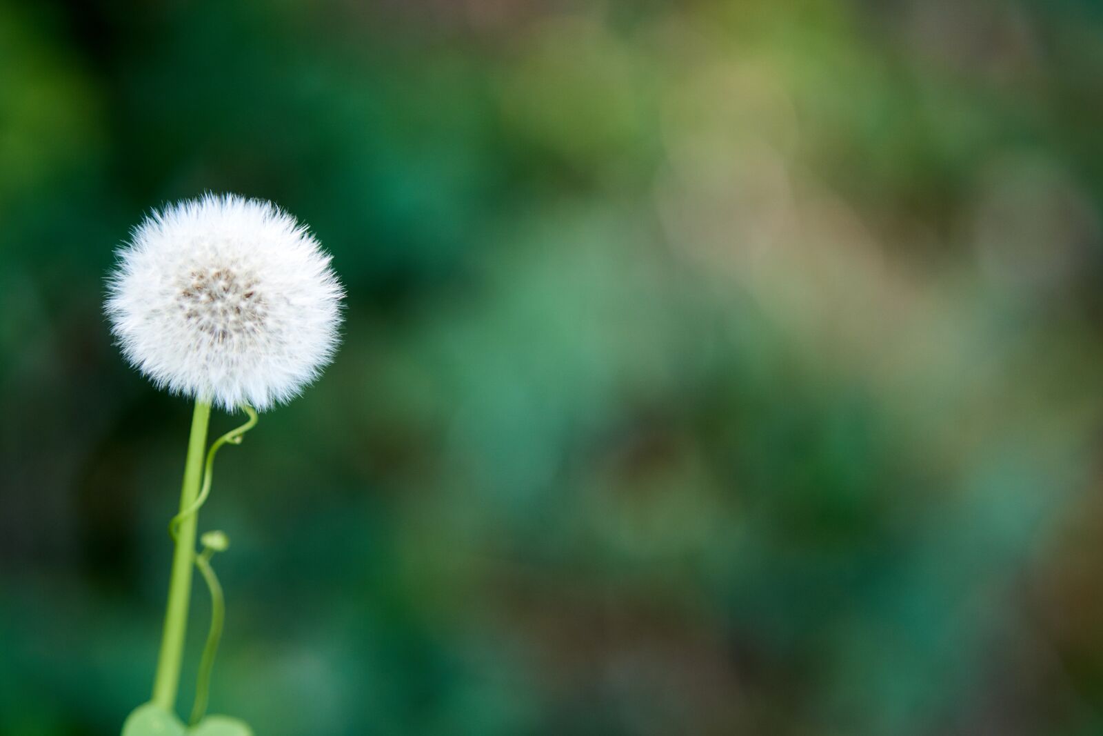 Sony a6000 + ZEISS Batis 85mm F1.8 sample photo. Dandelion, meadow, spring photography