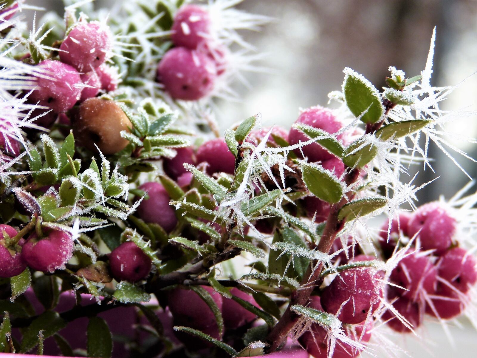 Panasonic Lumix DMC-FZ150 sample photo. Snow berry, coral berry photography