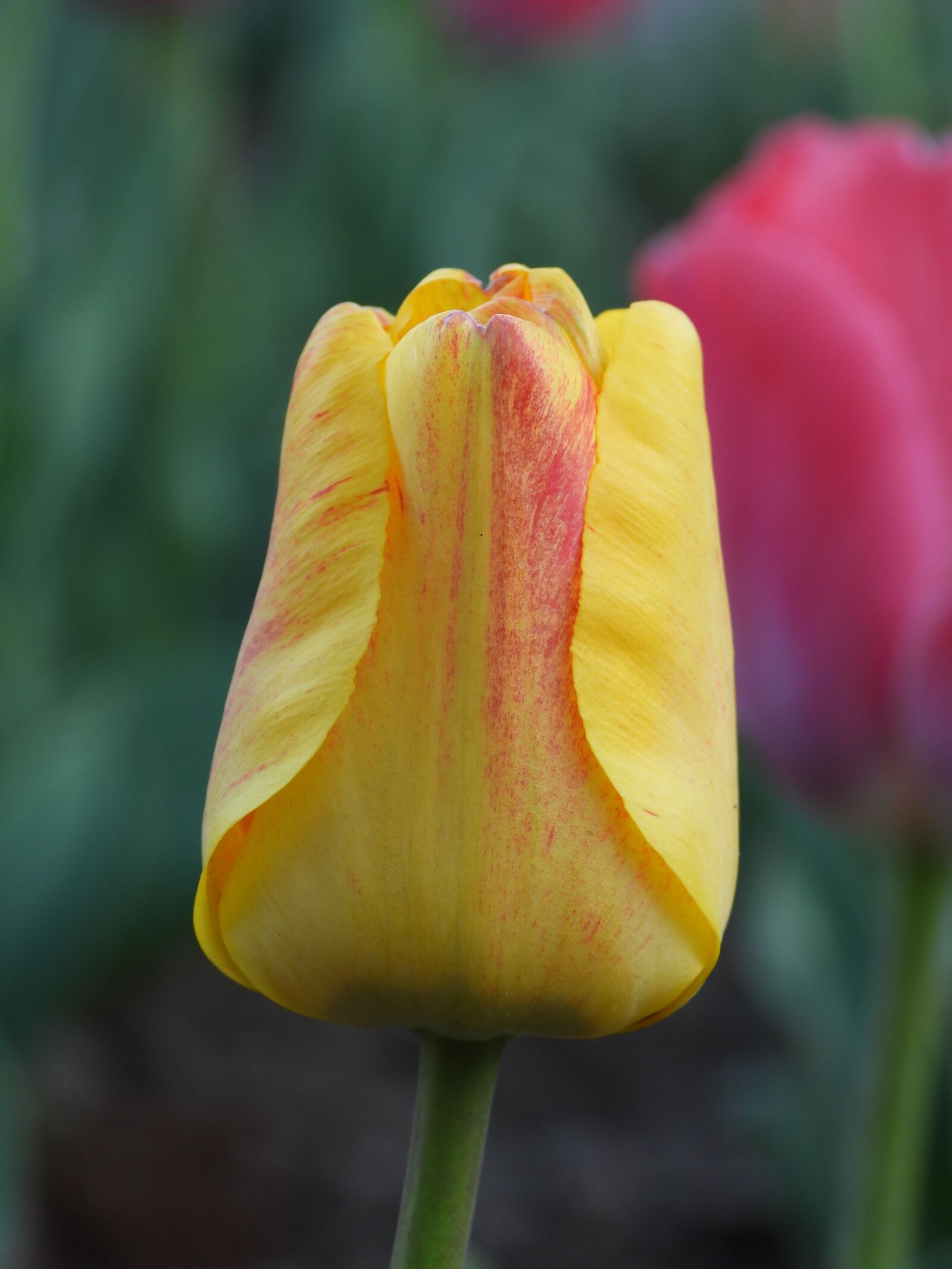 Nikon Coolpix P1000 sample photo. Tulip, tulips, yellow photography