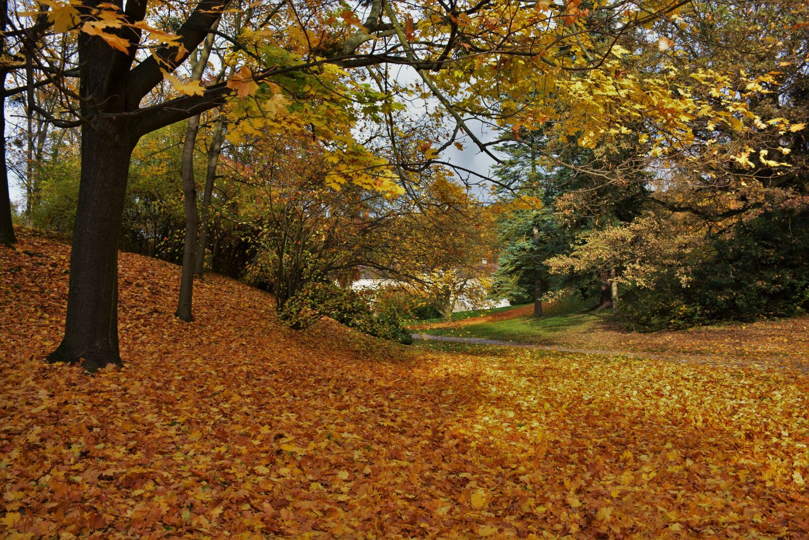 Nikon D5200 sample photo. Autumn, nature, colors photography