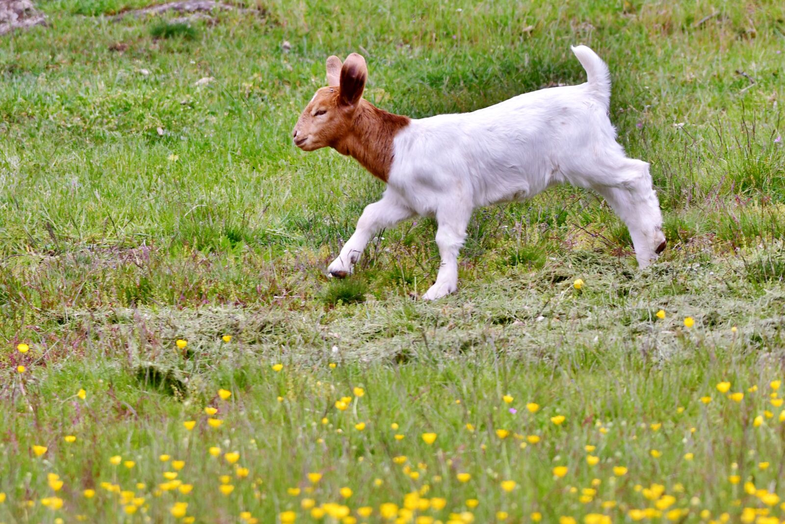 Nikon D500 sample photo. Kid, animal, nature photography